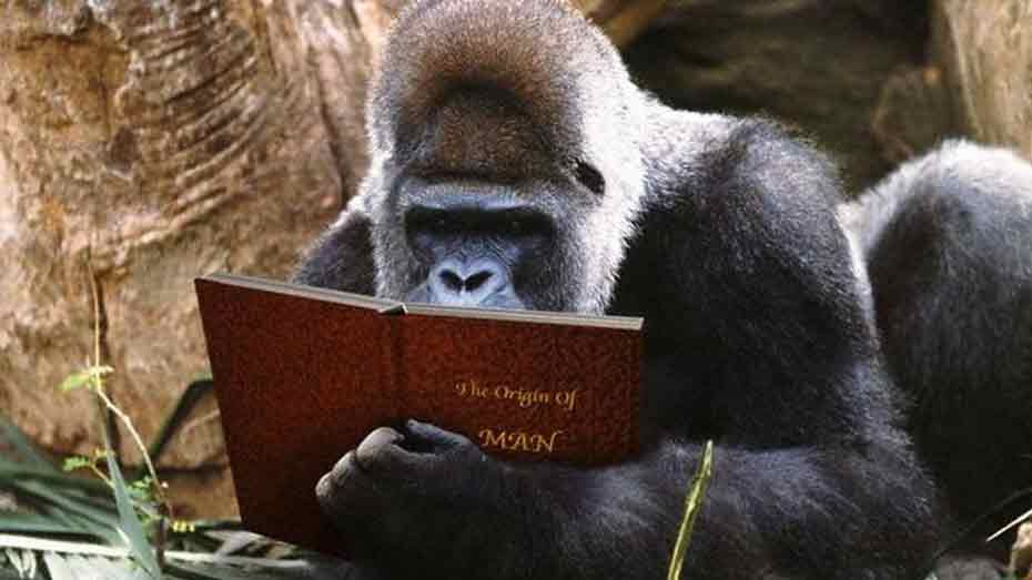 ja-leram-os-mesmos-livros-linguagem-corporal-persuasao-ibralc