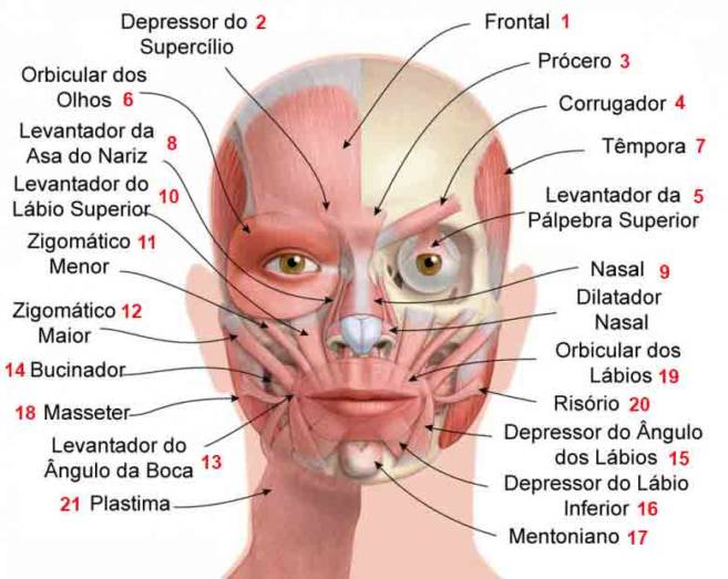 musculos-da-face-sorriso-ibralc-linguagem-corporal-3